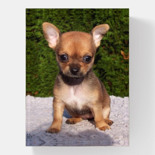 Adorable Chihuahua Puppy Dog Paperweight