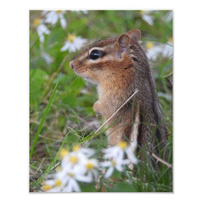 Adorable Chipmunk in flowers Photo Print (Front)