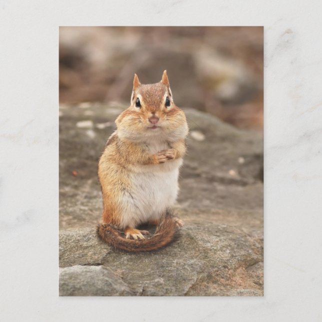 Adorable Chipmunk postcard (Front)