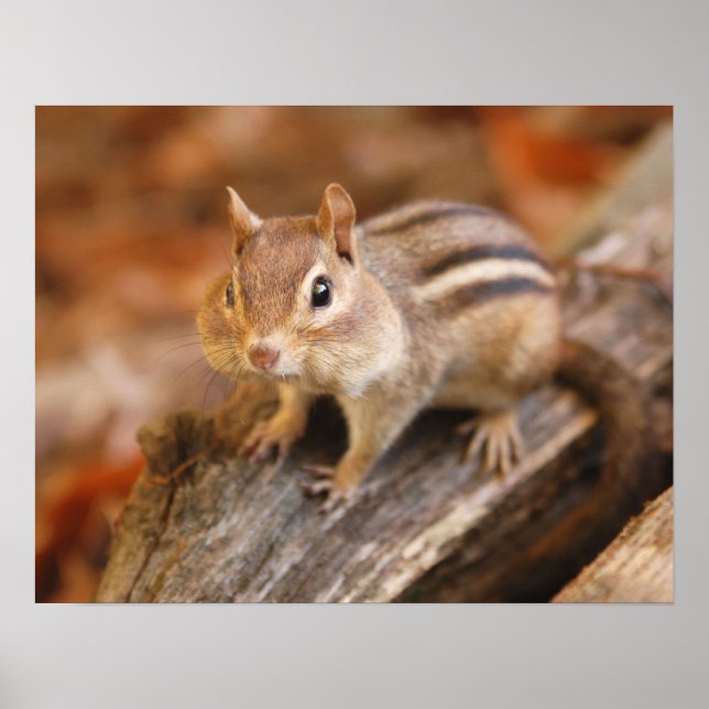 Adorable chipmunk poster (Front)