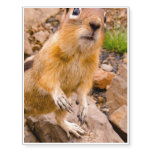 Adorable Chipmunk Temporary Tattoos