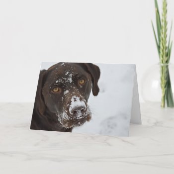Adorable Chocolate Lab Greeting Card by Sidelinedesigns at Zazzle