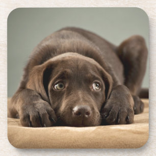 Adorable Chocolate Lab Puppy Design Drink Coaster