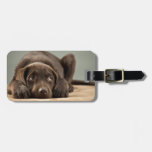 Adorable Chocolate Lab Puppy Design Luggage Tag at Zazzle