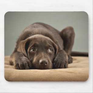 Adorable Chocolate Lab Puppy Design Mouse Pad