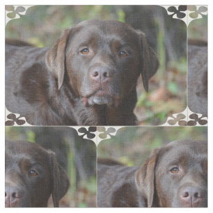 Adorable Chocolate Labrador Retriever Fabric