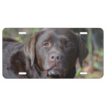 Adorable Chocolate Labrador Retriever License Plate