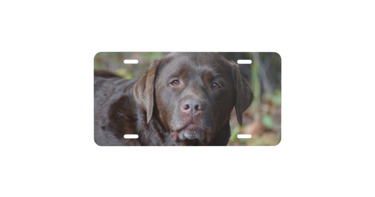 Adorable Chocolate Labrador Retriever License Plate Zazzle