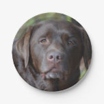 Adorable Chocolate Labrador Retriever Paper Plates