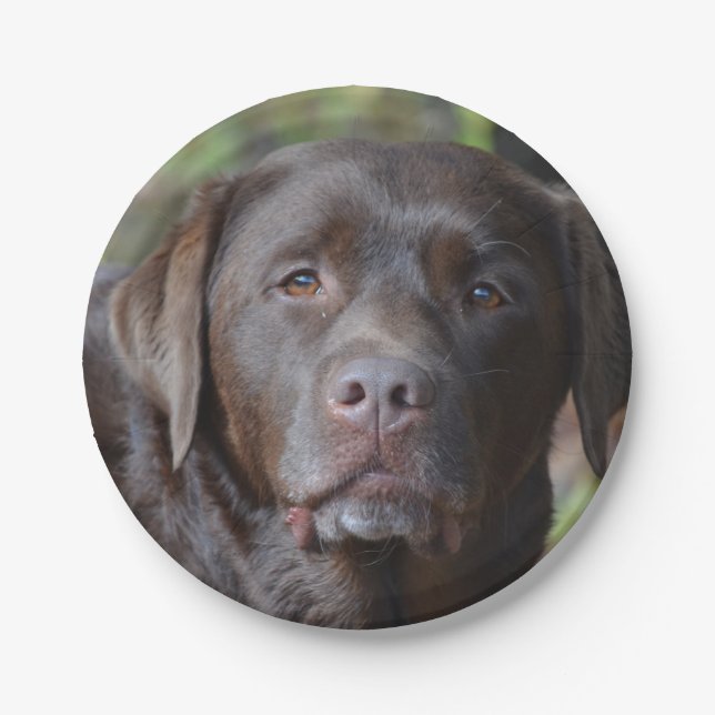 Adorable Chocolate Labrador Retriever Paper Plates (Front)
