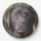 Adorable Chocolate Labrador Retriever