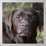 Adorable Chocolate Labrador Retriever Poster