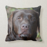 Adorable Chocolate Labrador Retriever Throw Pillow