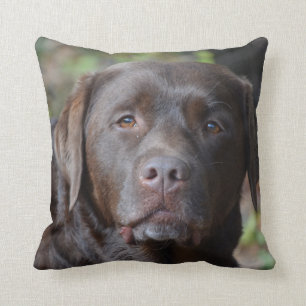 Adorable Chocolate Labrador Retriever Throw Pillow
