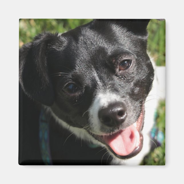 Adorable Chorkie Puppy Magnet (Front)