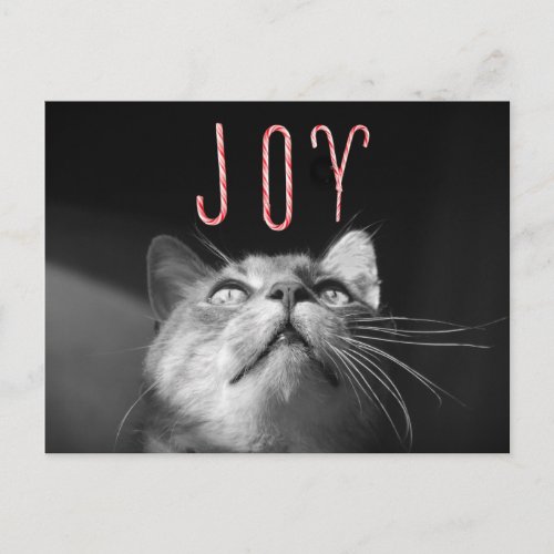 Adorable Christmas Cat Holiday Postcard