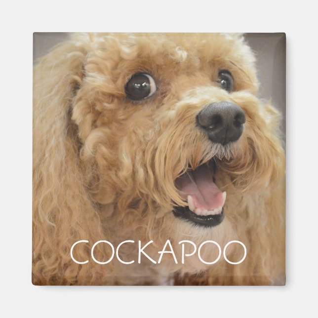 Adorable Cockapoo Dog Smiling Magnet (Front)