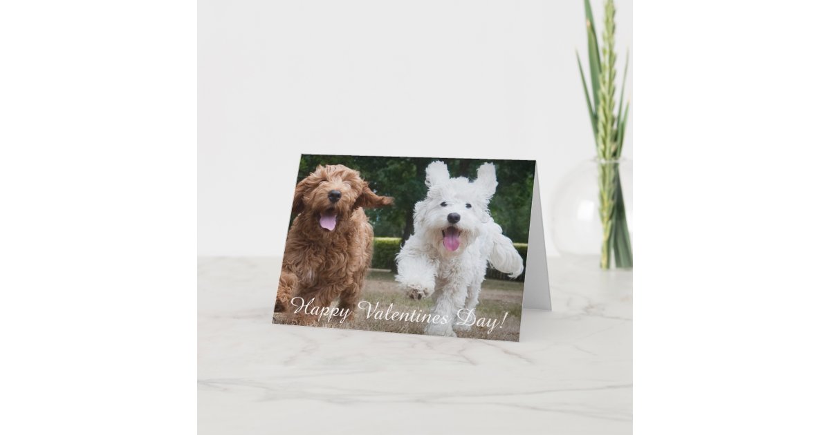Adorable Cockapoo Puppies | Valentines Day Card | Zazzle