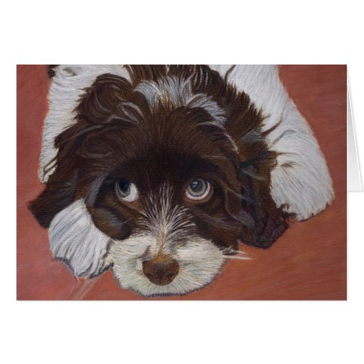 Adorable Cocker Spaniel (Front Horizontal)