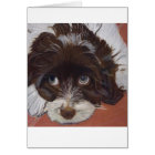 Adorable Cocker Spaniel