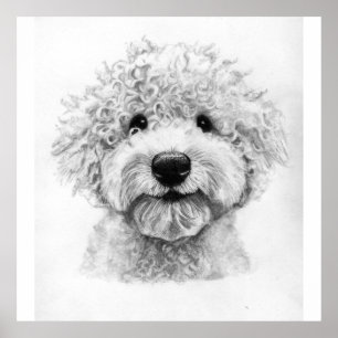 Adorable curly-haired dog sketch, lagotto poster