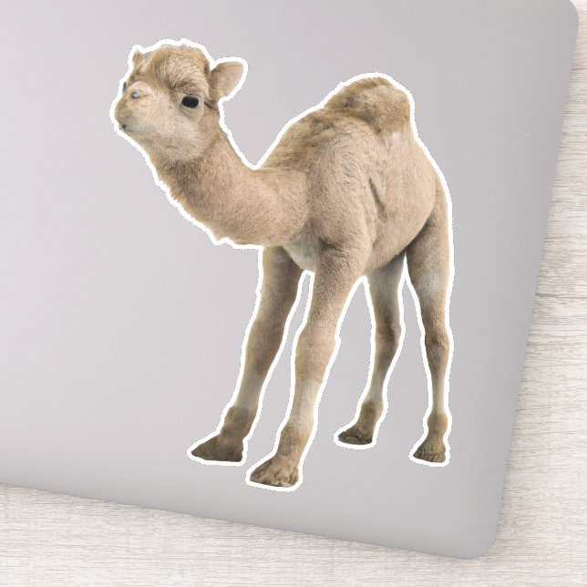 Adorable Cute Baby Camel Sticker - Customizable (Detail)