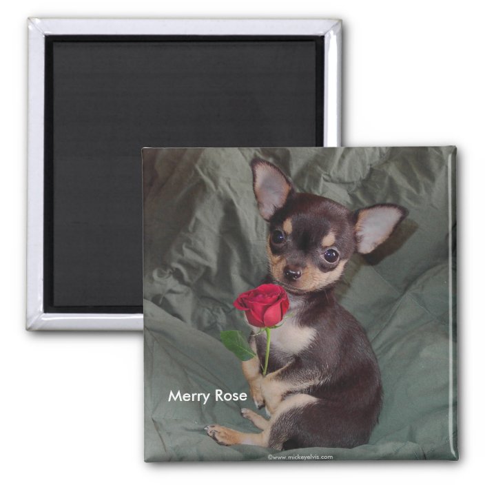 a Fridge Magnet with an Image of a Cute Chihuahua with Pink Roses from Our Keep Calm and Carry On Range Keep Calm and Love Your Chihuahua an Ideal Birthday Gift idea