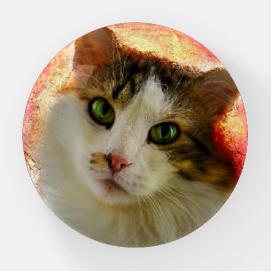 Adorable Cute Calico Cat Paperweight