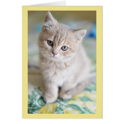Adorable Cute Kitten Thinking Of You Card
