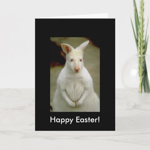 Adorable Cute White Albino Kangaroo Holiday Card