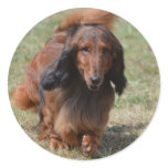 Adorable Dachshund Classic Round Sticker