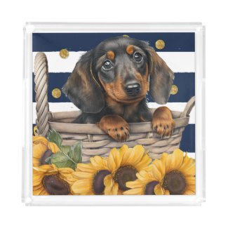 Adorable Dachshund Puppy