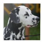 Adorable Dalmatian Ceramic Tile