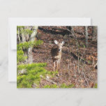 Adorable Deer in the Woods Nature Photography