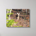 Adorable Deer in the Woods Nature Photography Canvas Print