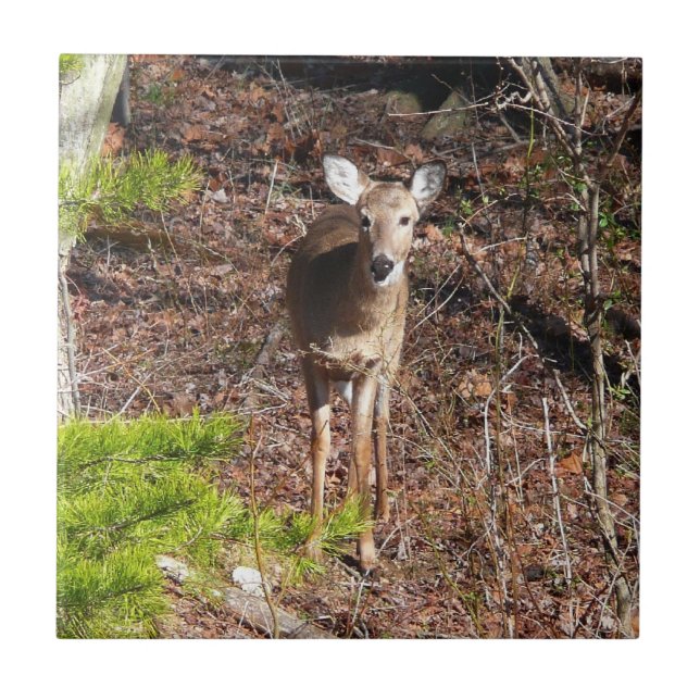 Adorable Deer in the Woods Nature Photography Ceramic Tile (Front)