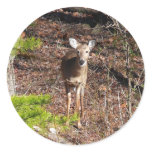 Adorable Deer in the Woods Nature Photography Classic Round Sticker