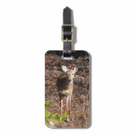 Adorable Deer in the Woods Nature Photography Luggage Tag