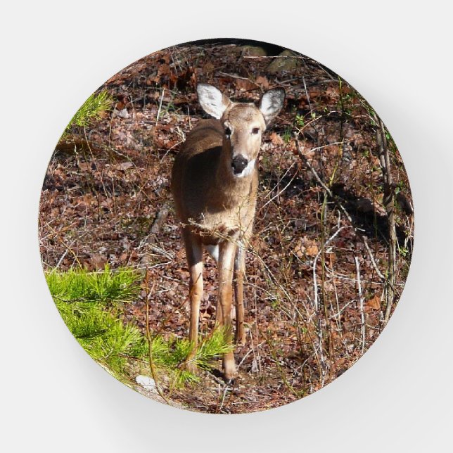 Adorable Deer in the Woods Nature Photography Paperweight (Front)