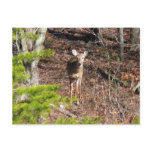 Adorable Deer in the Woods Nature Photography Postcard