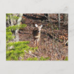 Adorable Deer in the Woods Nature Photography Postcard