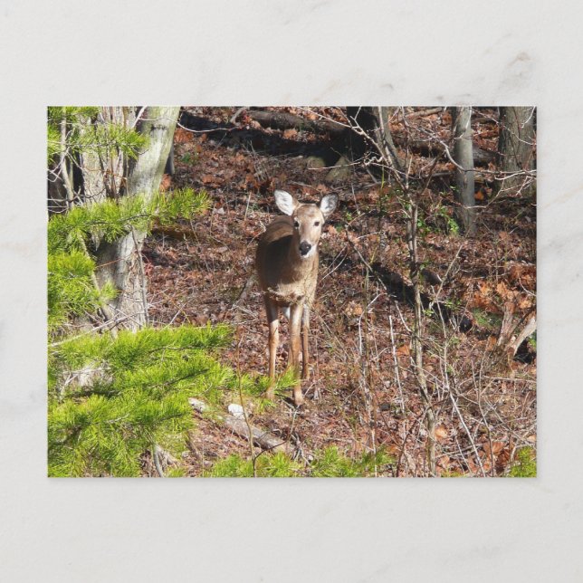 Adorable Deer in the Woods Nature Photography Postcard (Front)