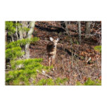 Adorable Deer in the Woods Nature Photography Poster