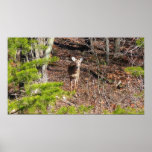 Adorable Deer in the Woods Nature Photography Poster