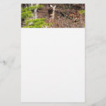Adorable Deer in the Woods Nature Photography Stationery