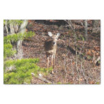 Adorable Deer in the Woods Nature Photography Tissue Paper