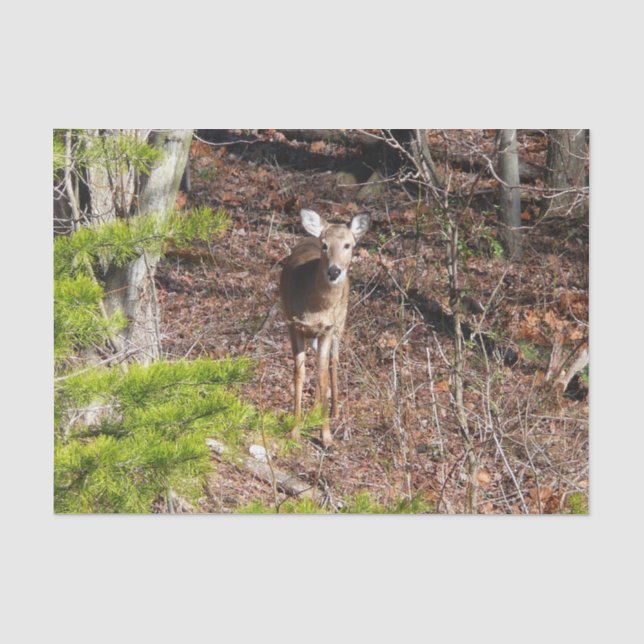 Adorable Deer in the Woods Nature Photography Tissue Paper (Front)