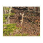 Adorable Deer in the Woods Nature Photography Wood Wall Art