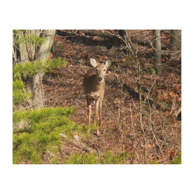 Adorable Deer in the Woods Nature Photography Wood Wall Art (Front)
