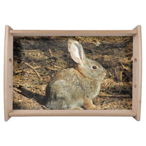 Adorable Desert Bunny Sits in the Sun Photograph Serving Tray